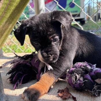 Bumble -  Terrier and Mixed Breed Dog for Adoption in Cabot, Arkansas - Bumble | PetCurious