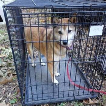 Yoko -  Shiba Inu Dog for Adoption in Normal, Illinois - Yoko | PetCurious