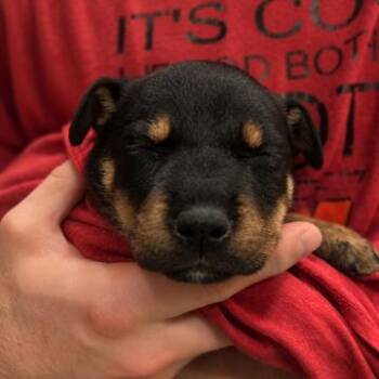 Ziggi -  Mixed Breed Dog for Adoption in Bentonville, Arkansas - Ziggi | PetCurious