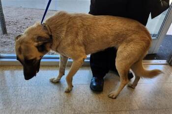 Hannah A218161 -  Anatolian Shepherd Dog for Adoption in Plano, Texas - Hannah A218161 | PetCurious