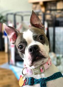 Misty -  Boston Terrier Dog for Adoption in Waukesha, Wisconsin - Misty | PetCurious
