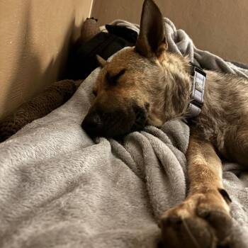 Millie Moon -  Shepherd and Mixed Breed Dog for Adoption in Buffalo, Minnesota - Millie Moon | PetCurious