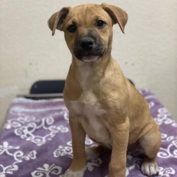 Oink -  Pit Bull Terrier and Mixed Breed Dog for Adoption in Riverside, California - Oink | PetCurious