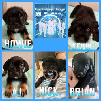 Retriever and Wirehaired Terrier Dogs Available for Adoption in Port St. Lucie, Florida - Backstreet Boys | PetCurious