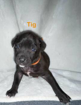 TIG -  Pit Bull Terrier and Mastiff Dog for Adoption in Discovery Bay, California - TIG | PetCurious