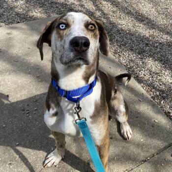 Mixed Breed and Hound Dogs Available for Adoption in West Olive, Michigan - Noodle | PetCurious