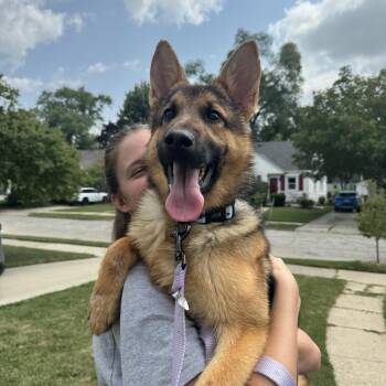 Maggie -  German Shepherd Dog Dog for Adoption in Rochester Hills, Michigan - Maggie | PetCurious