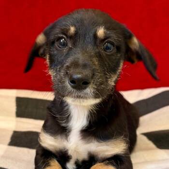 Beagle Dogs Available for Adoption in Pekin, Illinois - Setlist | PetCurious