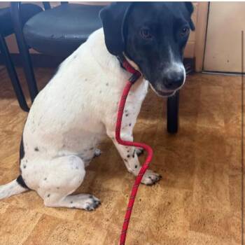 Mindy Moo -  Pointer and Mixed Breed Dog for Adoption in Little Rock, Arkansas - Mindy Moo | PetCurious
