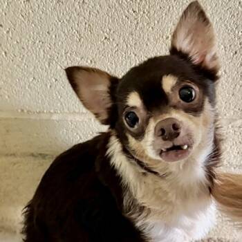 Rescue Chihuahua Dogs for Adoption in Tyrone, Georgia - Parker 09-0907 | PetCurious