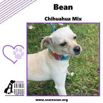 Bean -  Chihuahua Dog for Adoption in Windsor, Ontario - Bean | PetCurious
