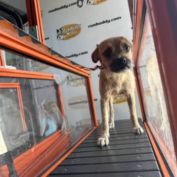 Rocky Road -  Chihuahua and Mixed Breed Dog for Adoption in Austin, Texas - Rocky Road | PetCurious