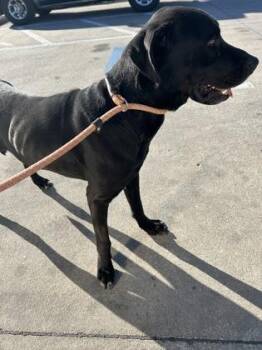 Labrador Retriever and Mixed Breed Dogs Available for Adoption - Valentine | PetCurious