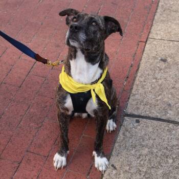 Rescue Mixed Breed Dogs for Adoption in Evansville, Indiana - Nola | PetCurious