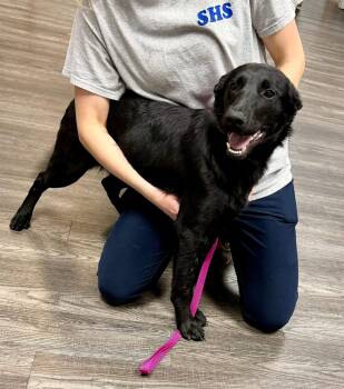 Shepherd Dogs Available for Adoption - Copy  | PetCurious