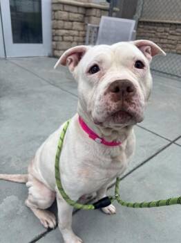 Shar Pei and Mixed Breed Dogs Available for Adoption in Dayton, Ohio - SLUSHIE | PetCurious