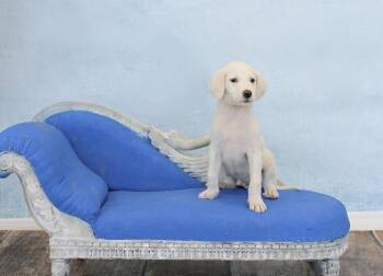 Sam -  Great Pyrenees and Hound Dog for Adoption in Wolcott, Connecticut - Sam | PetCurious