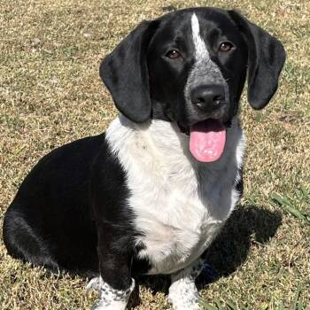 Beau -  Basset Hound and Australian Shepherd Dog for Adoption in Cartersville, Georgia - Beau | PetCurious