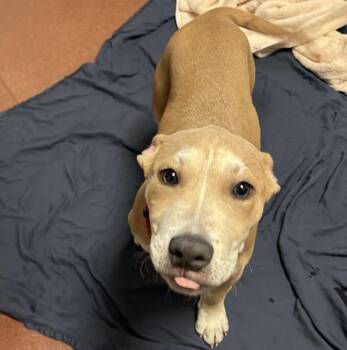 Pit Bull Terrier Dogs Available for Adoption - Cerulean | PetCurious