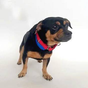 Todd -  Mixed Breed Dog for Adoption in Brentwood, Missouri - Todd | PetCurious