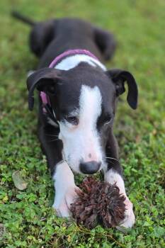 Rescue Boston Terrier Dogs for Adoption in Douglas, Georgia - Sophie | PetCurious