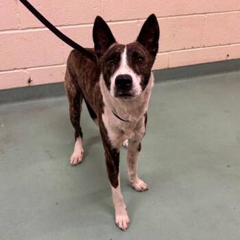 Mixed Breed Dogs Available for Adoption in Memphis, Tennessee - Wasabi | PetCurious