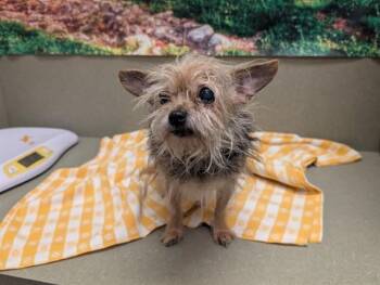 Yorkshire Terrier and Mixed Breed Dogs Available for Adoption in Moreno Valley, California - A550637 | PetCurious