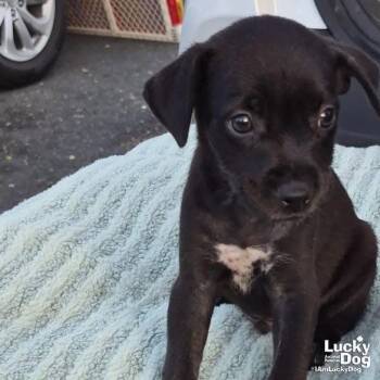 Niko -  Labrador Retriever Dog for Adoption in Washington, District Of Columbia - Niko | PetCurious