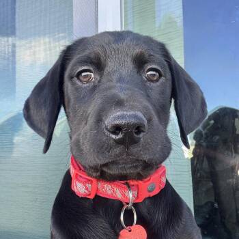 Retriever and Spaniel Dogs Available for Adoption in Fargo, North Dakota - Pager | PetCurious