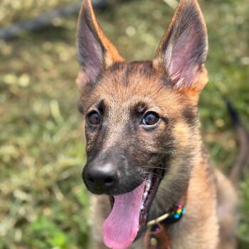 Mixed Breed and German Shepherd Dog Dogs Available for Adoption in New Ringgold, Pennsylvania - Nora (26-166) | PetCurious