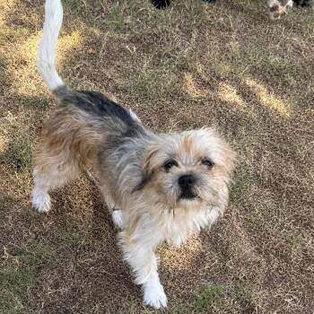 Moe -  Yorkshire Terrier and Mixed Breed Dog for Adoption in Pelham, New Hampshire - Moe | PetCurious