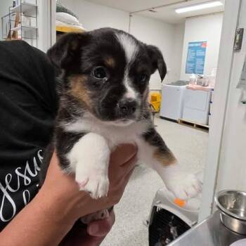 Mixed Breed Dogs Available for Adoption in Fredericksburg, Virginia - Millan | PetCurious