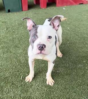 Mixed Breed Dogs Available for Adoption in Nashville, Tennessee - Bubba | PetCurious