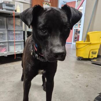 Thief -  Labrador Retriever and Pit Bull Terrier Dog for Adoption in Yuma, Arizona - Thief | PetCurious