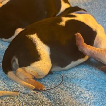 Snoopy -  Mixed Breed Dog for Adoption in Milton, Florida - Snoopy | PetCurious