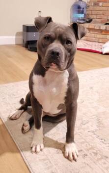 Rescue Pit Bull Terrier Dogs for Adoption in Cedar Hill, Texas - Louie | PetCurious