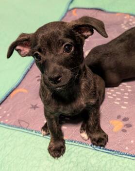 JEDI -  Chihuahua Dog for Adoption in Broomfield, Colorado - JEDI | PetCurious