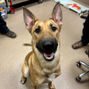 German Shepherd Dog and Belgian Shepherd Malinois Dogs Available for Adoption - Hanz | PetCurious