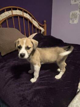 Shepherd Dogs Available for Adoption - Ainsley RW | PetCurious