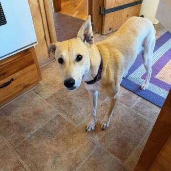 Greyhound and Australian Shepherd Dogs Available for Adoption - Dixie  | PetCurious