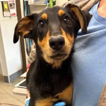 Mixed Breed Dogs Available for Adoption in Columbiana, Alabama - Swirl | PetCurious
