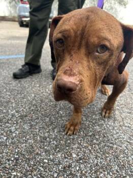 Abby -  American Bulldog Dog for Adoption in Mobile, Alabama - Abby | PetCurious