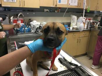 Terrier and Mixed Breed Dogs Available for Adoption in Riverside, California - ROCKET | PetCurious