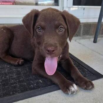 Sun -  Labrador Retriever and Collie Dog Available for Adoption in Calabash, North Carolina - Sun | PetCurious