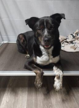 SOPHIE GIRL -  Husky Dog for Adoption in Louisville, Ohio - SOPHIE GIRL | PetCurious