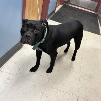 Tajin -  Pit Bull Terrier Dog Available for Adoption in Saint Joseph, Missouri - Tajin | PetCurious