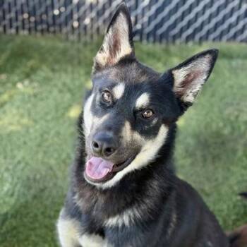 Denali -  Shepherd and Siberian Husky Dog Available for Adoption in Red Bluff, California - Denali | PetCurious