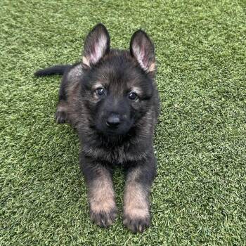 Gabriel 9546 -  German Shepherd Dog Dog for Adoption in Loxahatchee Groves, Florida - Gabriel 9546 | PetCurious