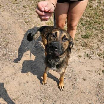 Sawyer -  Shepherd Dog for Adoption in Park Falls, Wisconsin - Sawyer | PetCurious