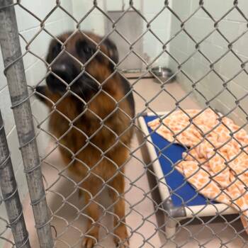 Dakota -  German Shepherd Dog Dog for Adoption in Newark, New Jersey - Dakota | PetCurious
